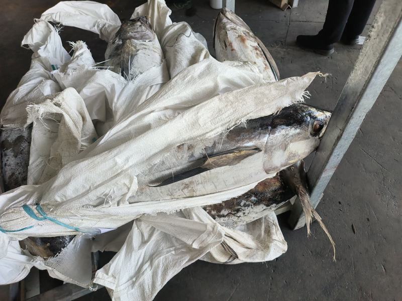 金枪鱼黄旗金枪鱼20KG/up大金枪鱼