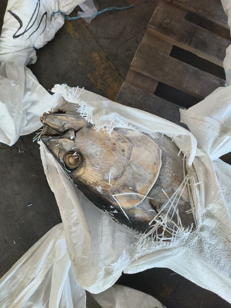 金枪鱼黄旗金枪鱼20KG/up大金枪鱼