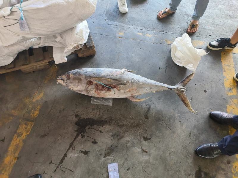 金枪鱼黄旗金枪鱼20KG/up大金枪鱼