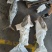 金枪鱼黄旗金枪鱼20KG/up大金枪鱼