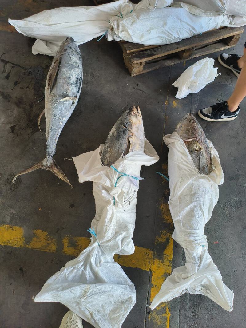 金枪鱼黄旗金枪鱼20KG/up大金枪鱼
