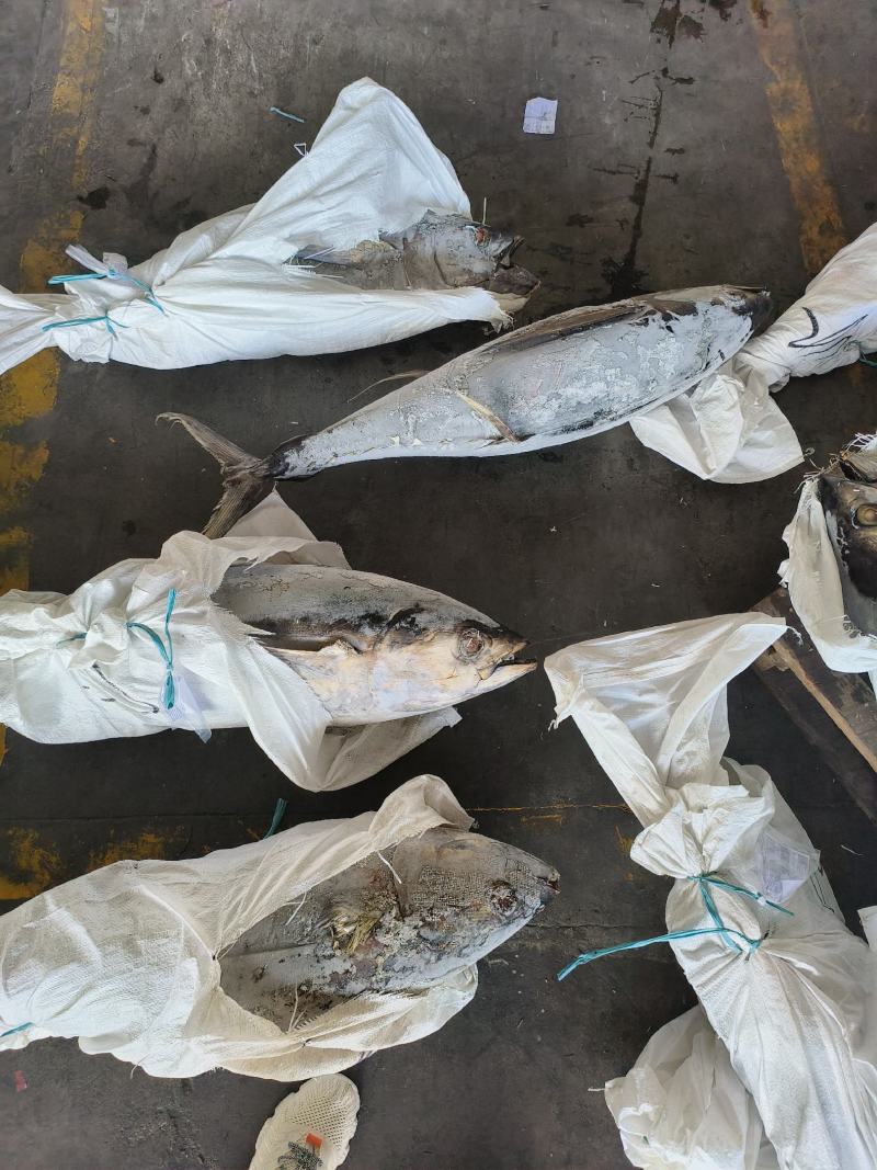 金枪鱼黄旗金枪鱼20KG/up大金枪鱼