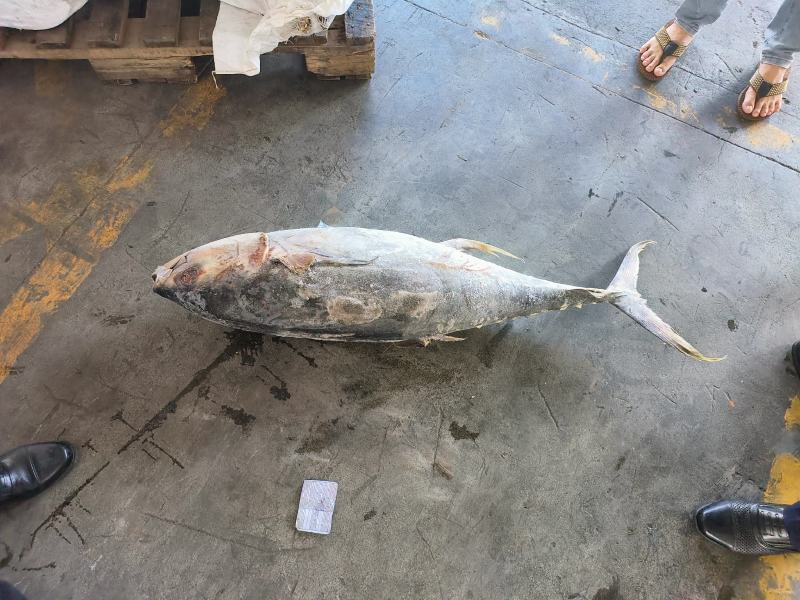 金枪鱼黄旗金枪鱼20KG/up大金枪鱼