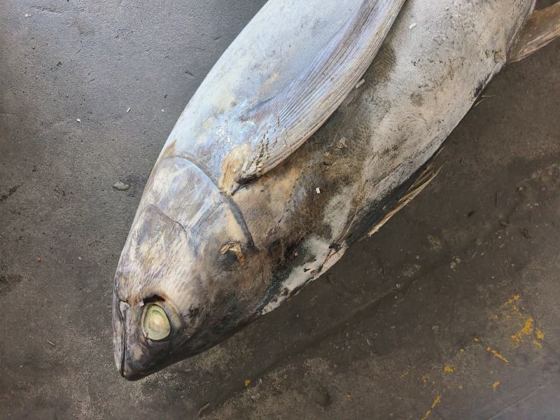 金枪鱼黄旗金枪鱼20KG/up大金枪鱼