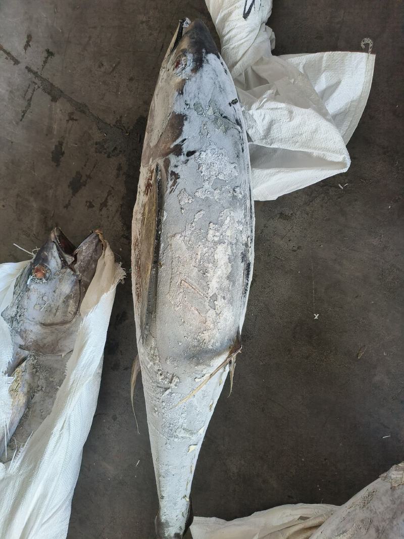 金枪鱼黄旗金枪鱼20KG/up大金枪鱼