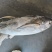 金枪鱼黄旗金枪鱼20KG/up大金枪鱼