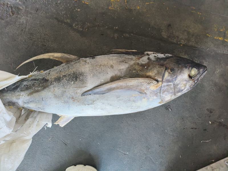 金枪鱼黄旗金枪鱼20KG/up大金枪鱼