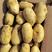 黄心土豆荷兰十五土豆货源充足表皮干净一手货源