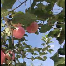 【红将军苹果】山西苹果产地直供质量保证规格齐全
