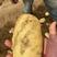 黄心土豆荷兰十五土豆货源充足表皮干净一手货源