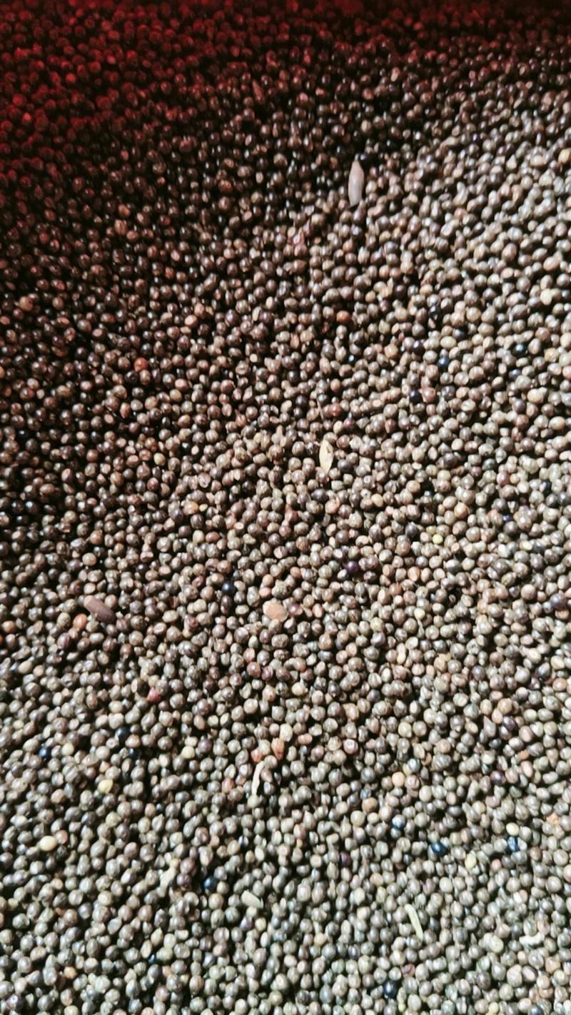 小叶红皮千斤拔种子长期供货品质保证价格实惠