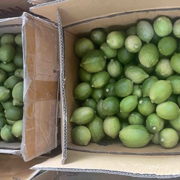 广东香水柠檬🍋二级果