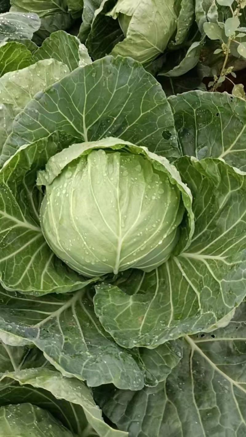 甘蓝，包菜，圆白菜