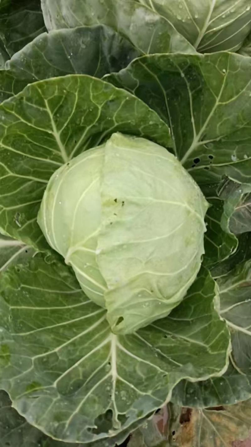 甘蓝，包菜，圆白菜
