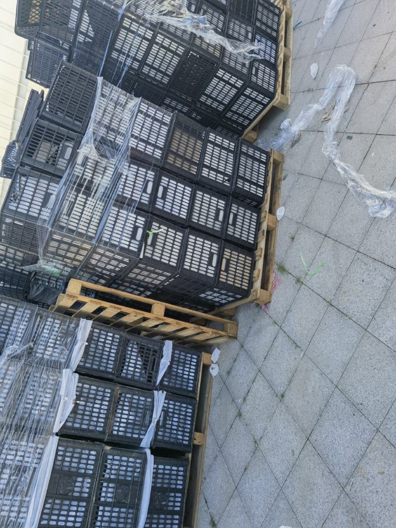 大量出售黑胶筐，带盖子