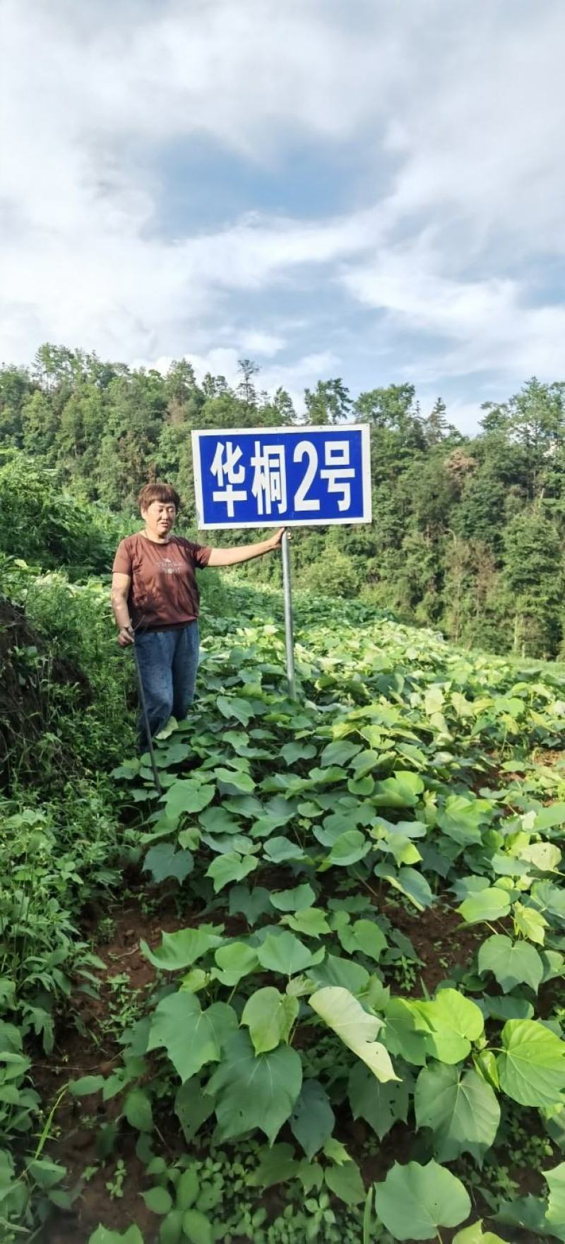 良种油桐华桐1号，买油桐苗请选择重庆俊尧专业油桐培育公司