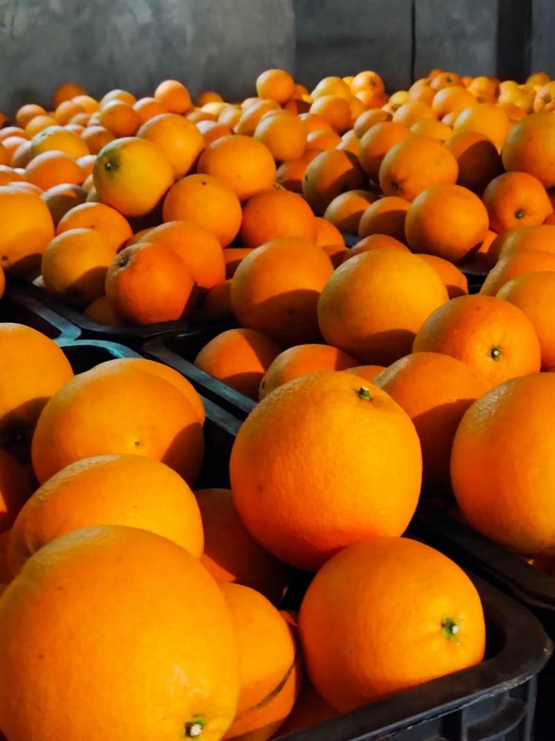 湘西纽荷尔脐橙，小果，产地直发，对接团购，电商，批发商，