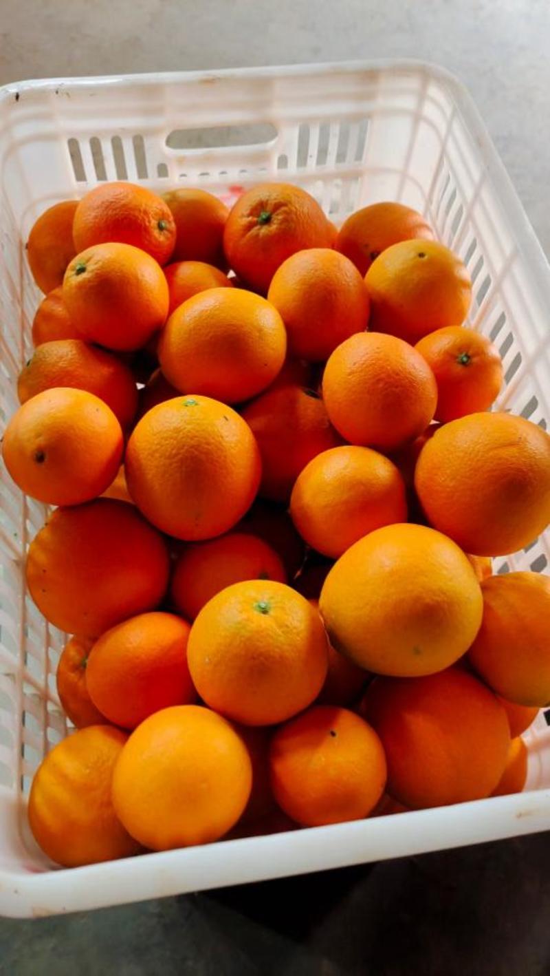 湘西纽荷尔脐橙，小果，产地直发，对接团购，电商，批发商，
