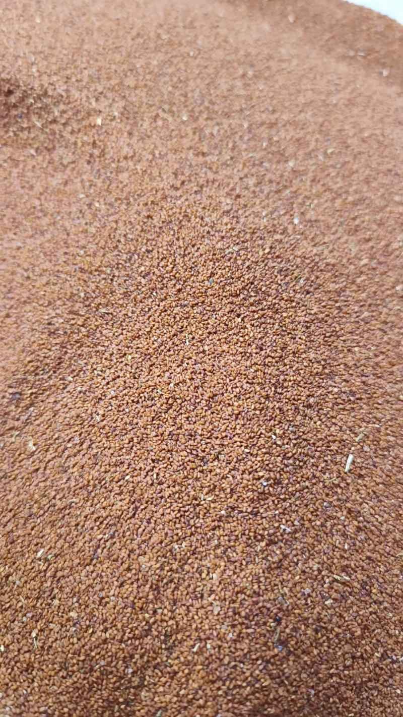 葶苈子葶立子包邮葶苈籽新货产地直销一手货源量大从优