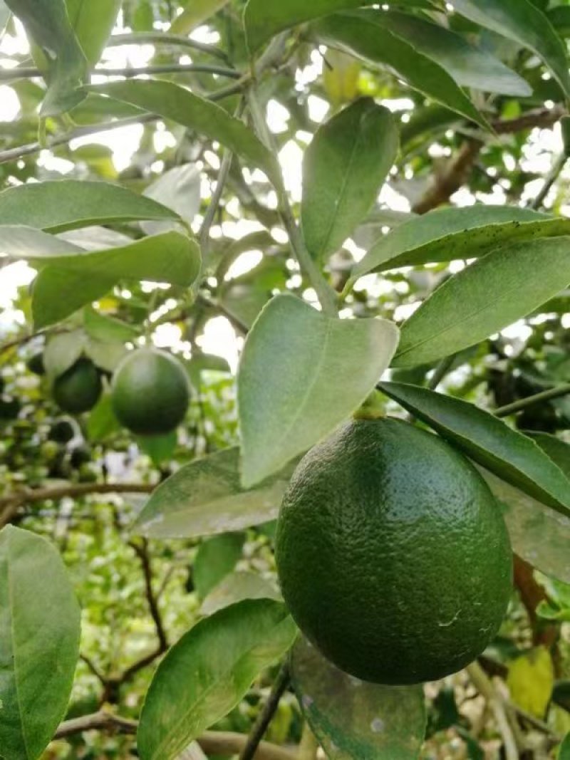 青柠檬