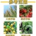 颗粒硼微量元素水溶肥料底肥提高坐果果树蔬菜通用硼肥