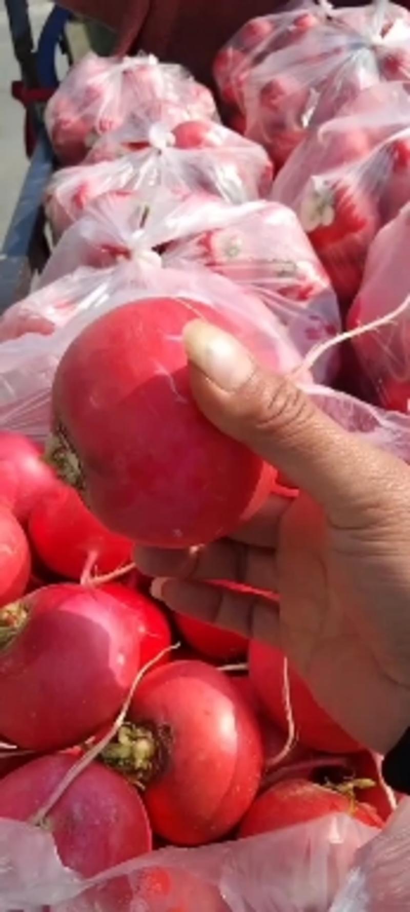 红皮水果萝卜大量供应中，一手货源，品质保证，可视频看货