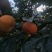脆柿子对接各大电商社区团购平台一件代发
