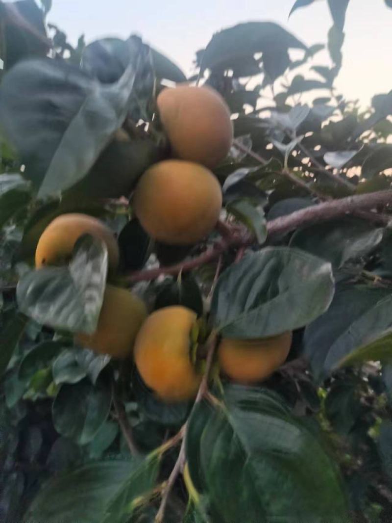 脆柿子对接各大电商社区团购平台一件代发