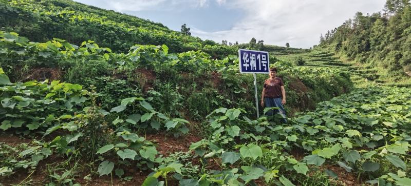 良种油桐华桐1号，买油桐苗请选择重庆俊尧专业油桐培育公司