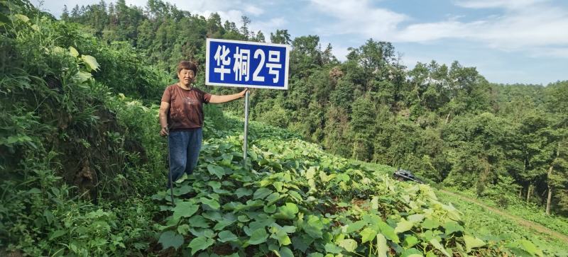 良种油桐华桐2号，买油桐苗请选择重庆俊尧专业油桐培育公司