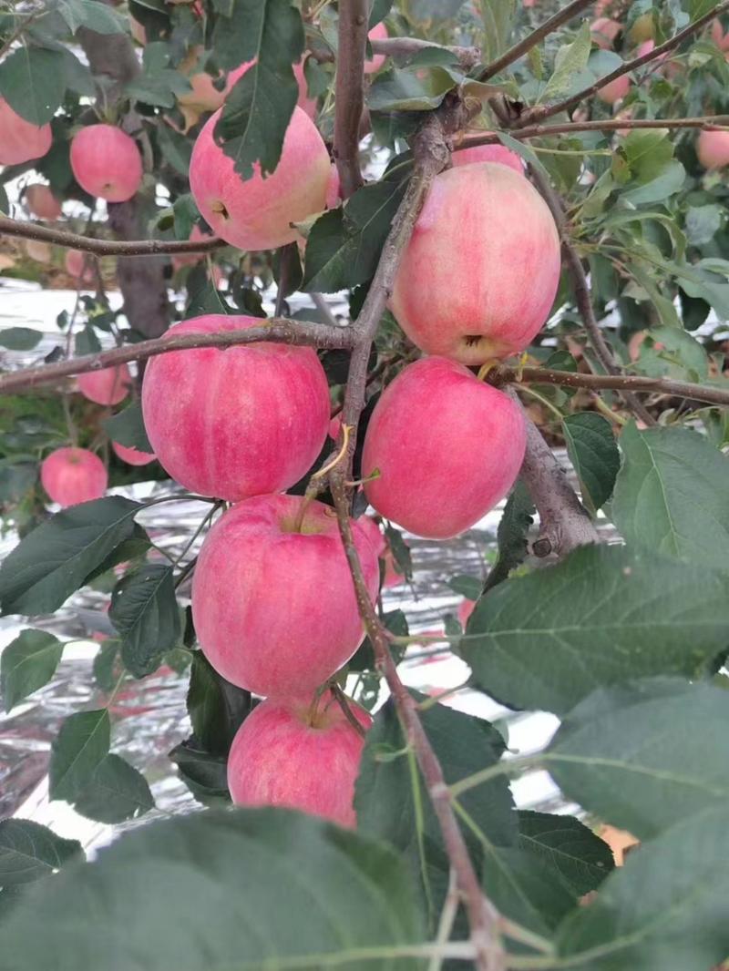 【苹果】辽宁岳阳红苹果产地直发脆甜多汁可视频看货