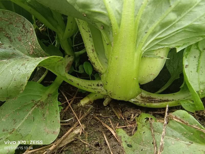 正宗苏州矮脚青菜