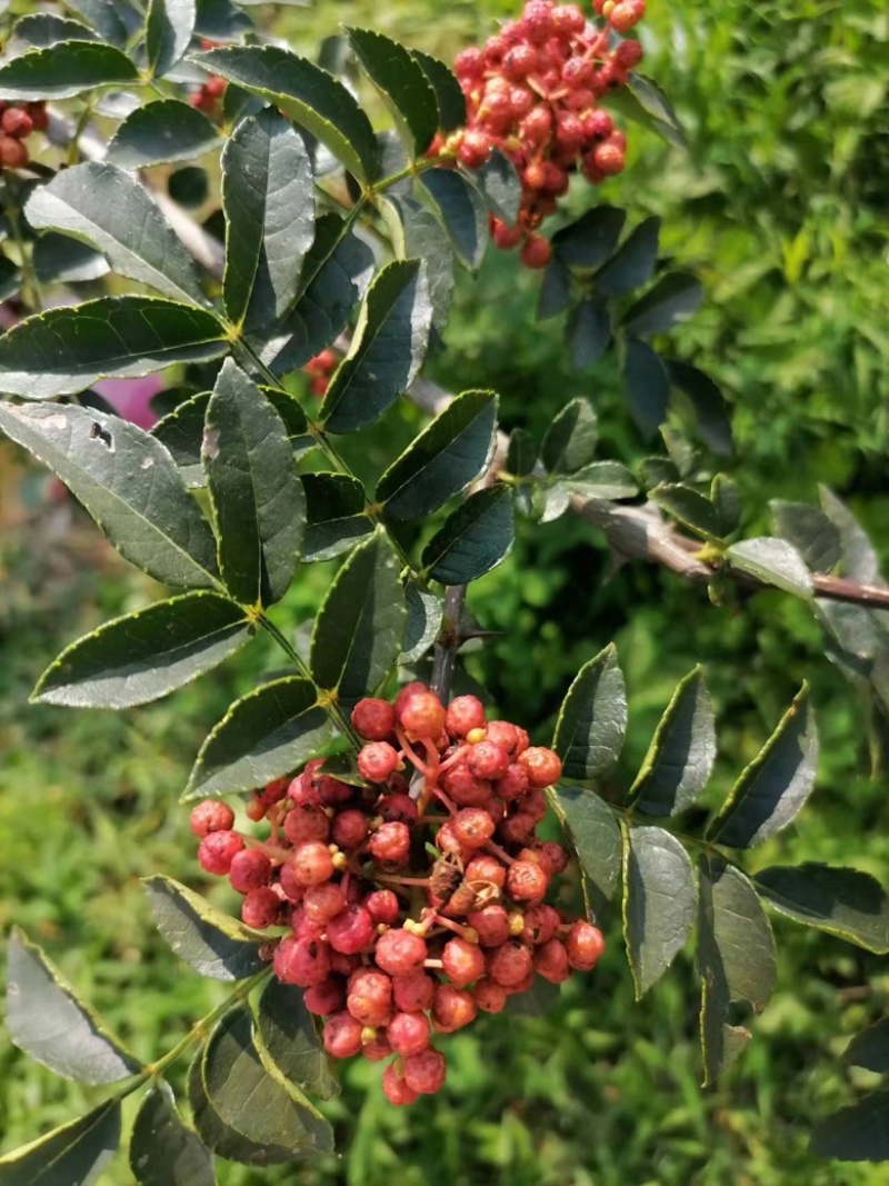 富平花椒，本地特产，质量三包，一手货源充足