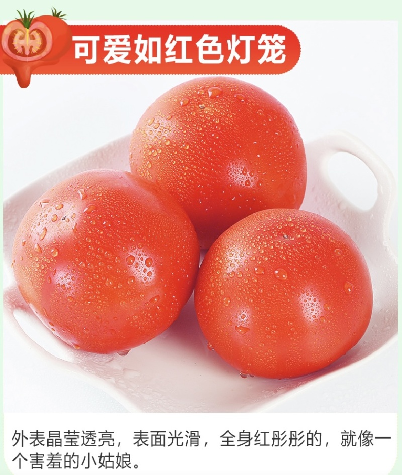 【推荐】普罗旺斯西红柿，现摘现发预售中，产地直发，量大价优