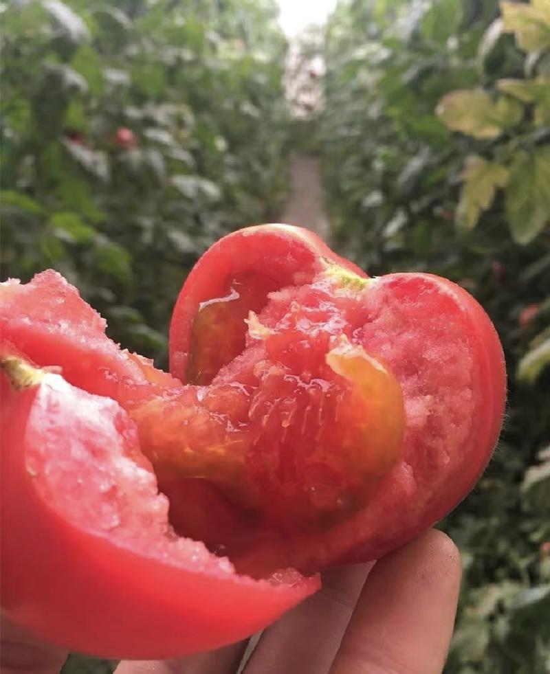 【推荐】普罗旺斯西红柿，现摘现发预售中，产地直发，量大价优