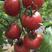 【推荐】普罗旺斯西红柿，现摘现发预售中，产地直发，量大价优