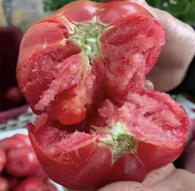 【实力】精品普罗旺斯西红柿产地大量上价优，口感好，欢迎