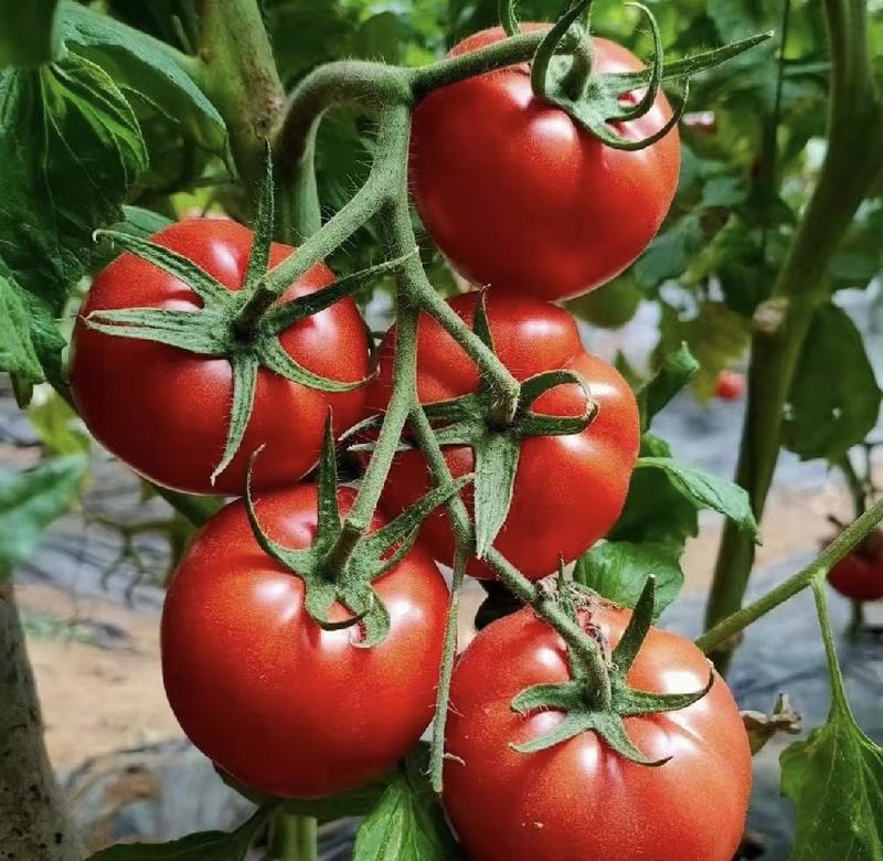 【实力】精品普罗旺斯西红柿产地大量上价优，口感好，欢迎