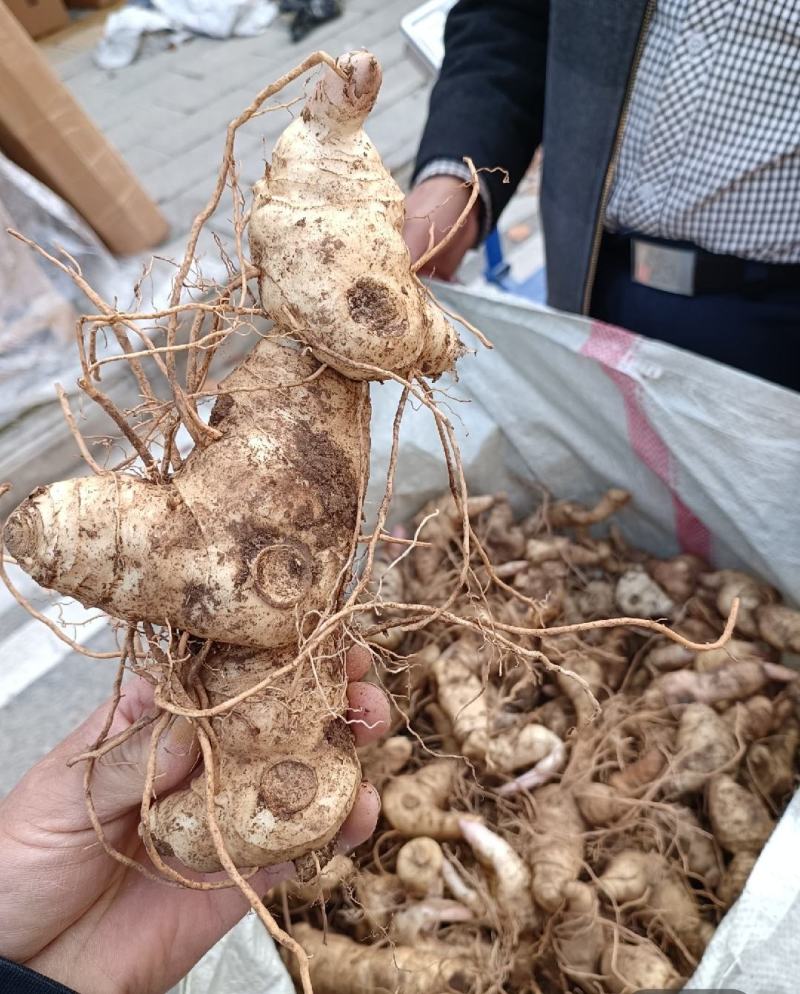 鸡头黄精种子，新产带皮鲜货，药材产业基地一手货源产地直销