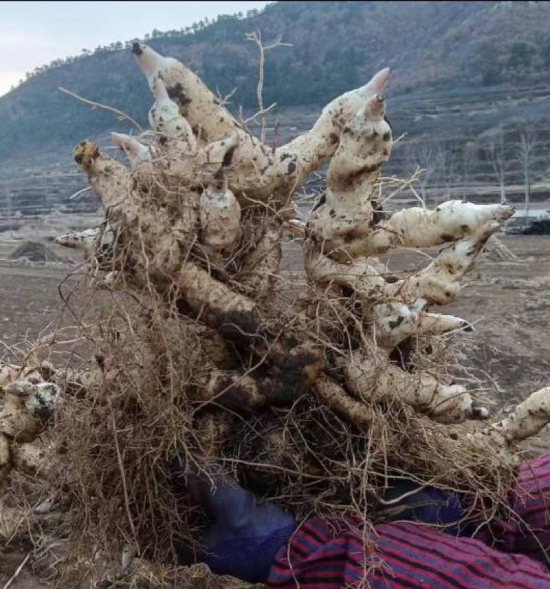鸡头黄精种子，新产带皮鲜货，药材产业基地一手货源产地直销