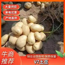 精品土豆黄心土豆V7土豆陕西土豆大量上市全国欢迎咨询
