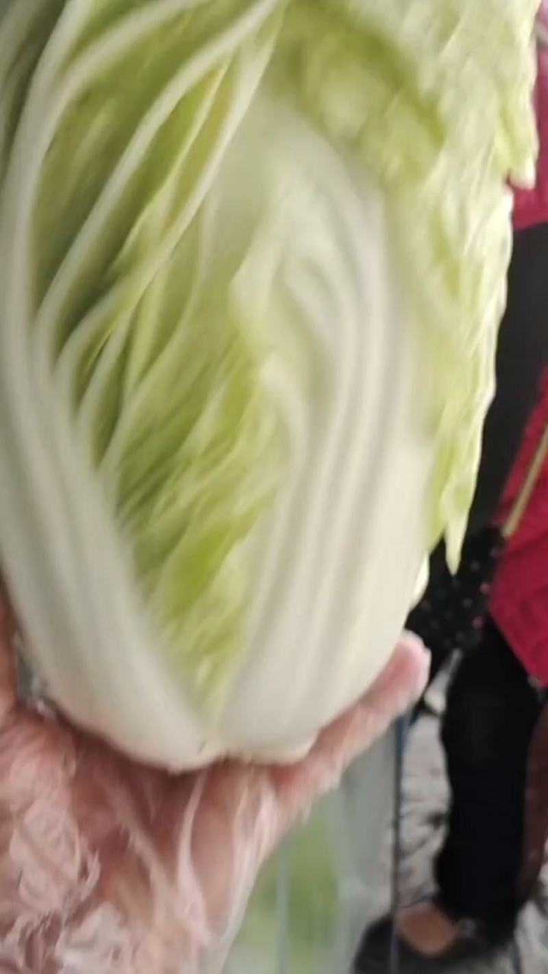河南通许夏阳白菜，黄心白菜大量供应，发往全国各地
