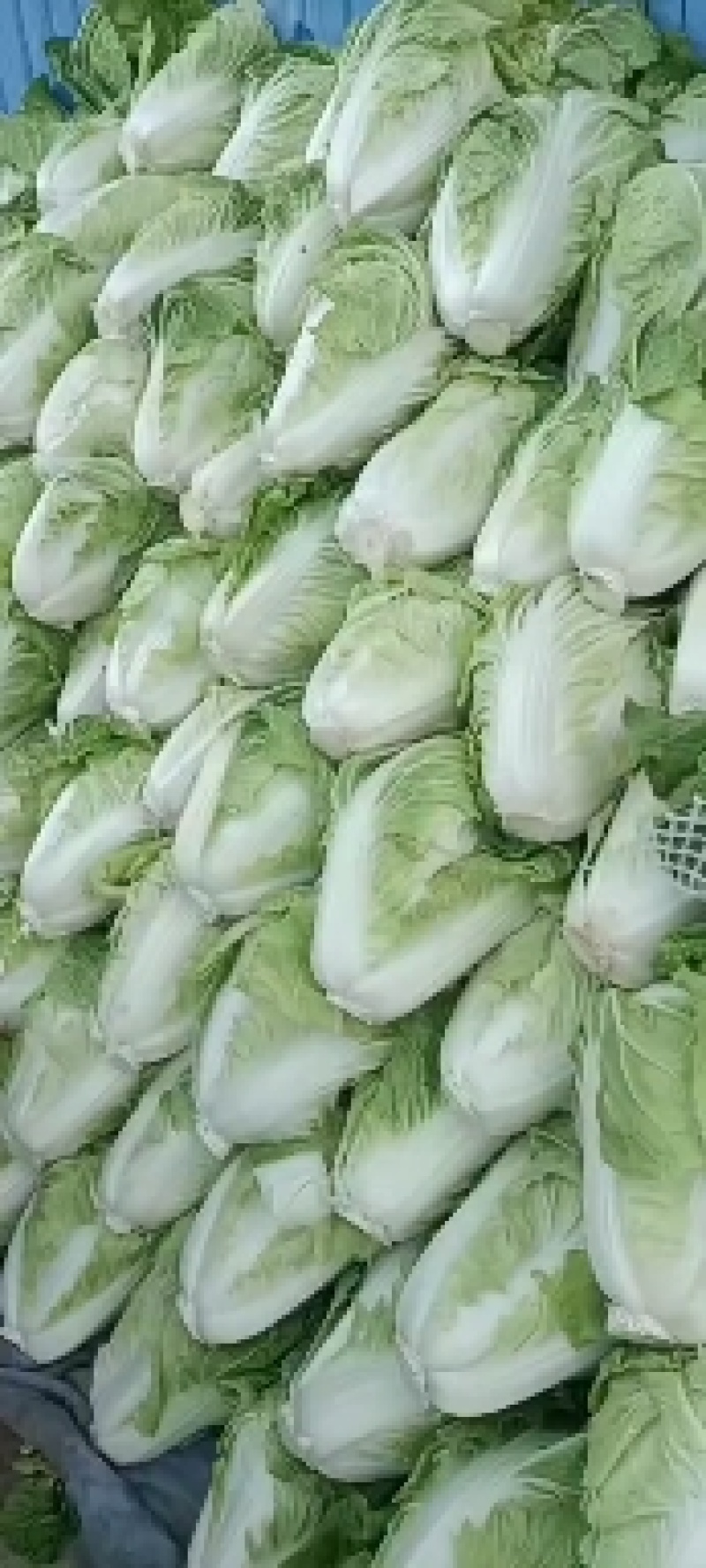 河南通许夏阳白菜，黄心白菜大量供应，发往全国各地