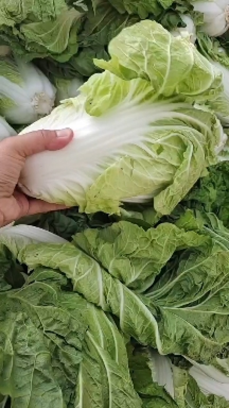 河南通许夏阳白菜，黄心白菜大量供应，发往全国各地