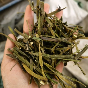 槲寄生螃蟹脚云南野生槲寄生中药材寄生草
