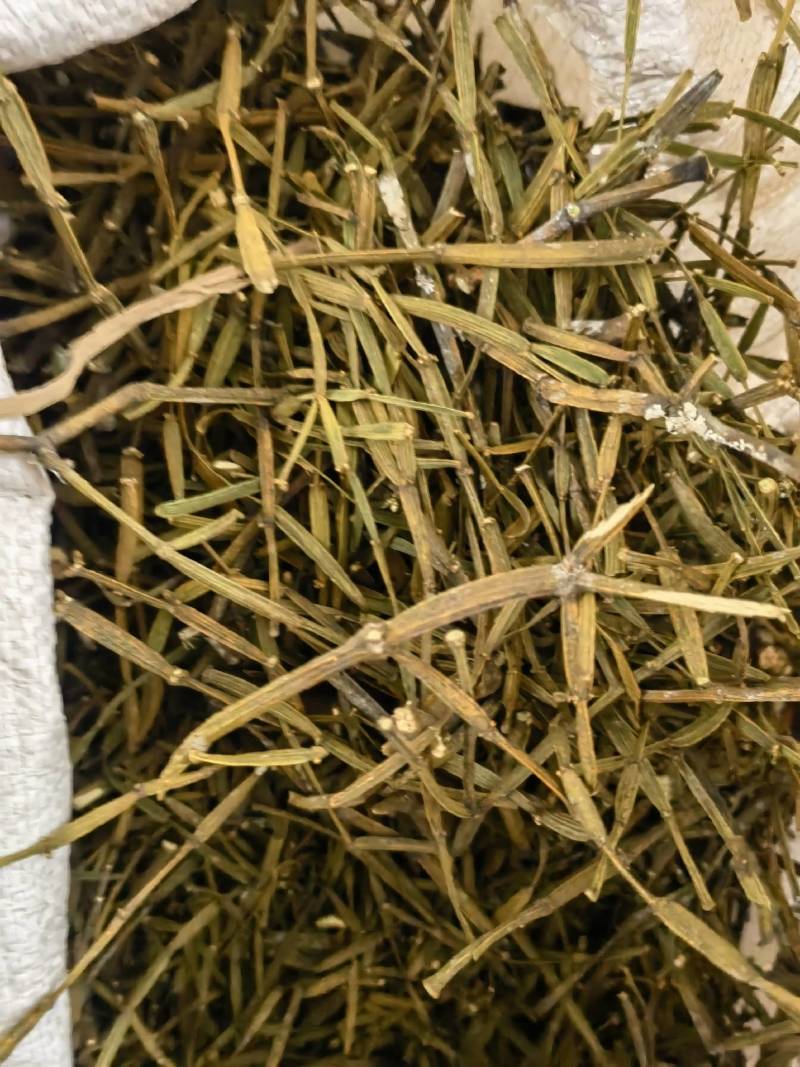 槲寄生螃蟹脚云南野生槲寄生中药材寄生草