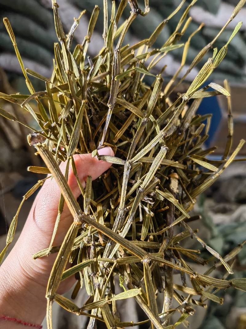 槲寄生螃蟹脚云南野生槲寄生中药材寄生草