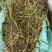 槲寄生螃蟹脚云南野生槲寄生中药材寄生草
