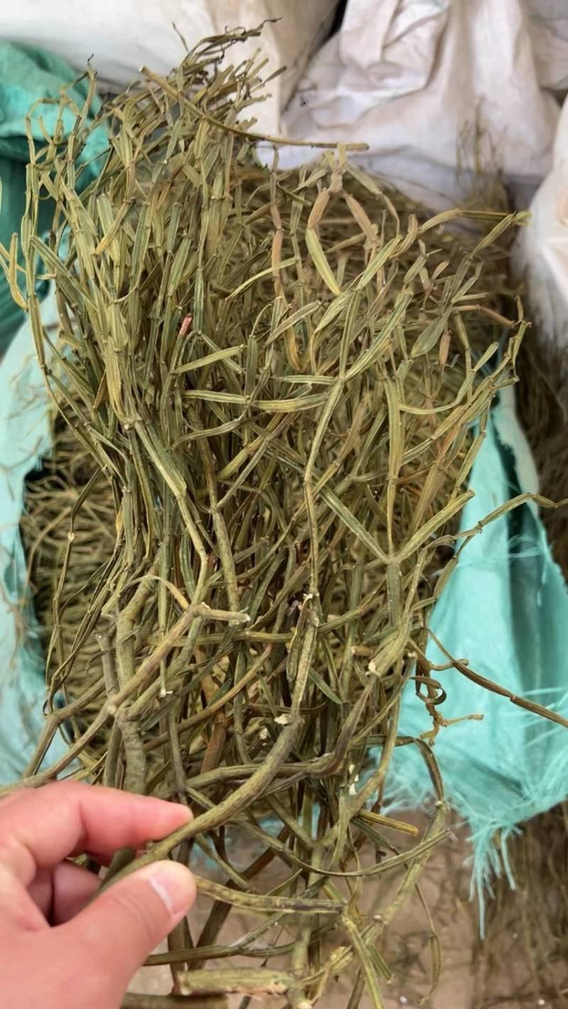 槲寄生螃蟹脚云南野生槲寄生中药材寄生草