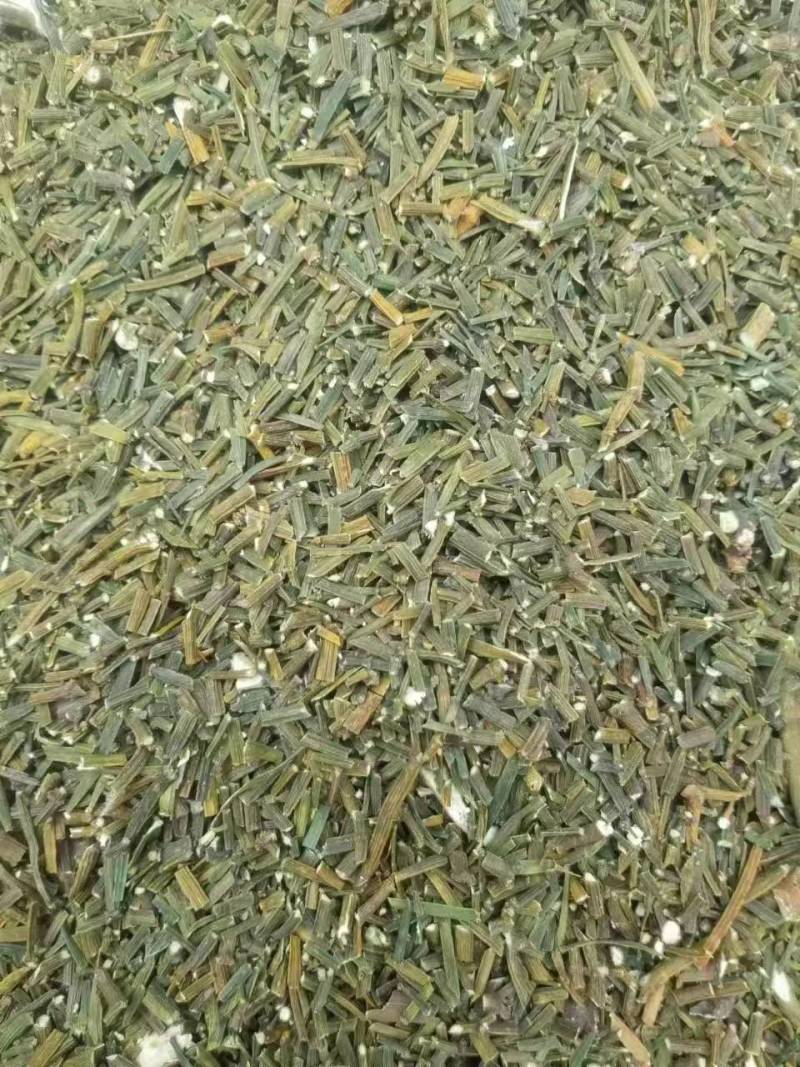 槲寄生螃蟹脚云南野生槲寄生中药材寄生草